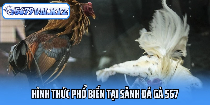 Hình thức phổ biến tại sảnh đá gà 5679